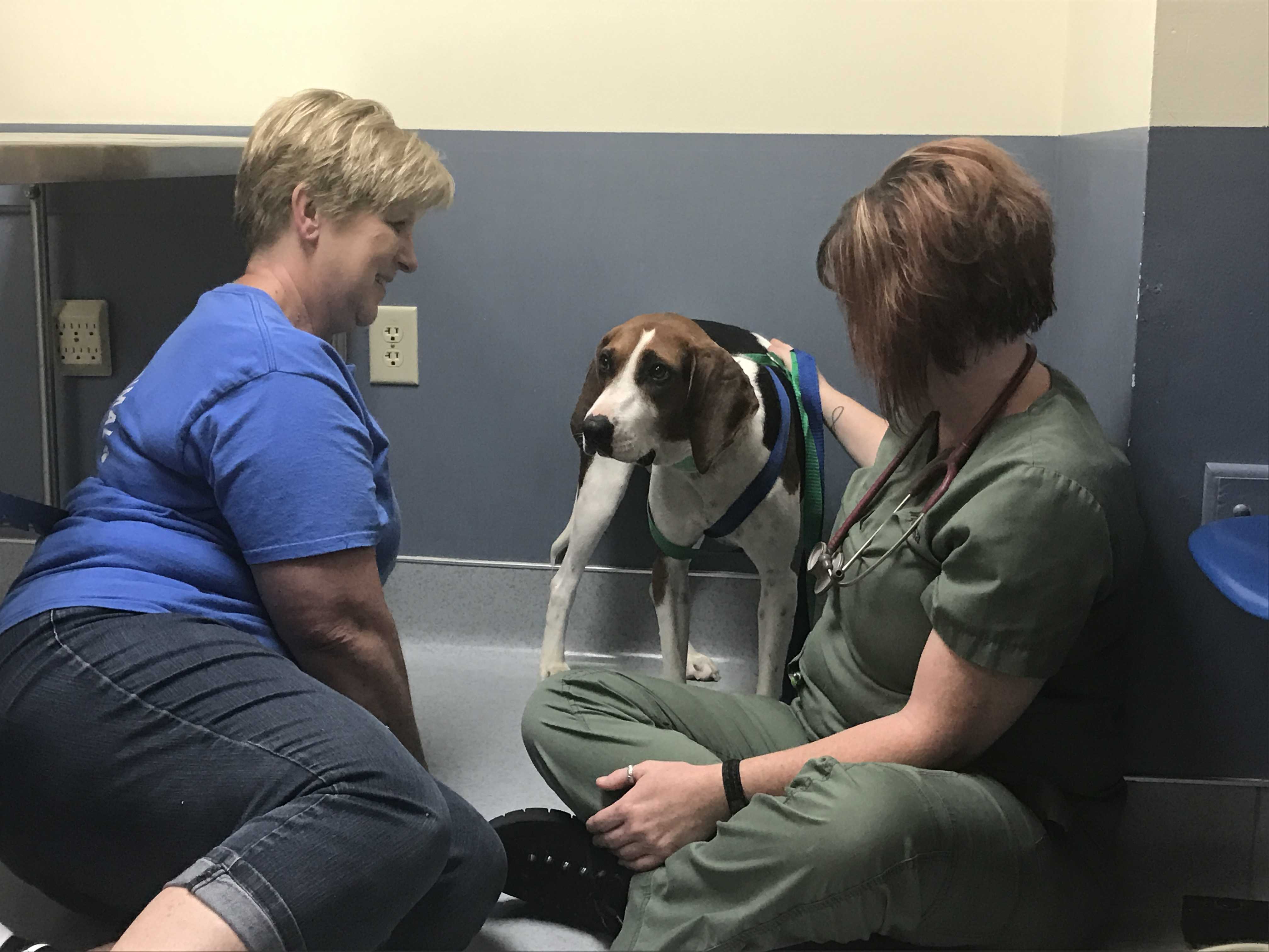 Dog nearly dies from tight collar