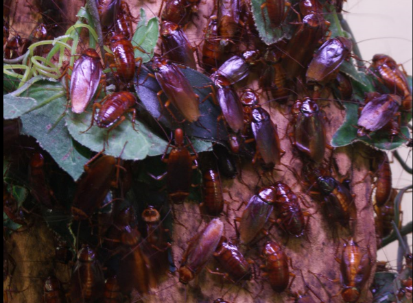 Man Shocked To Find Cockroach Infestation In His BMW