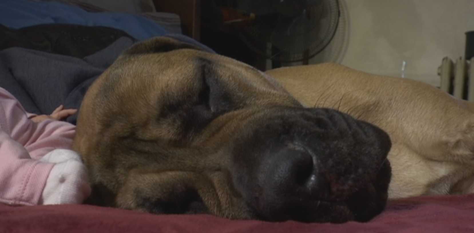 Puppy rescued after 12 days out in bitter cold