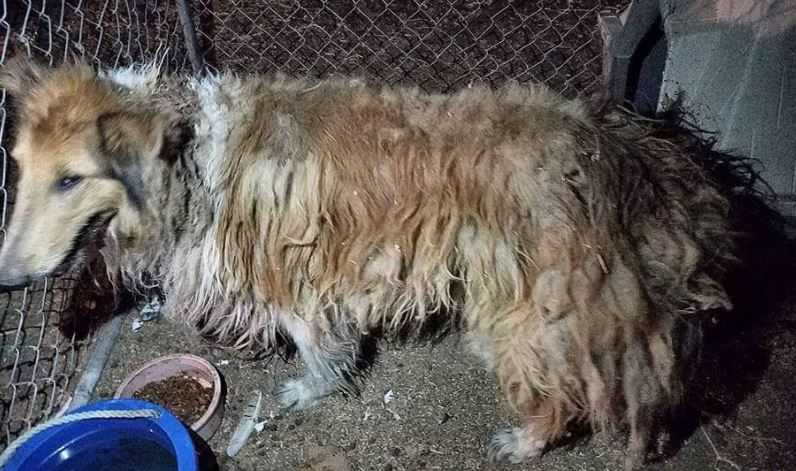 Suffering dog found in Modesto was likely used as bait dog