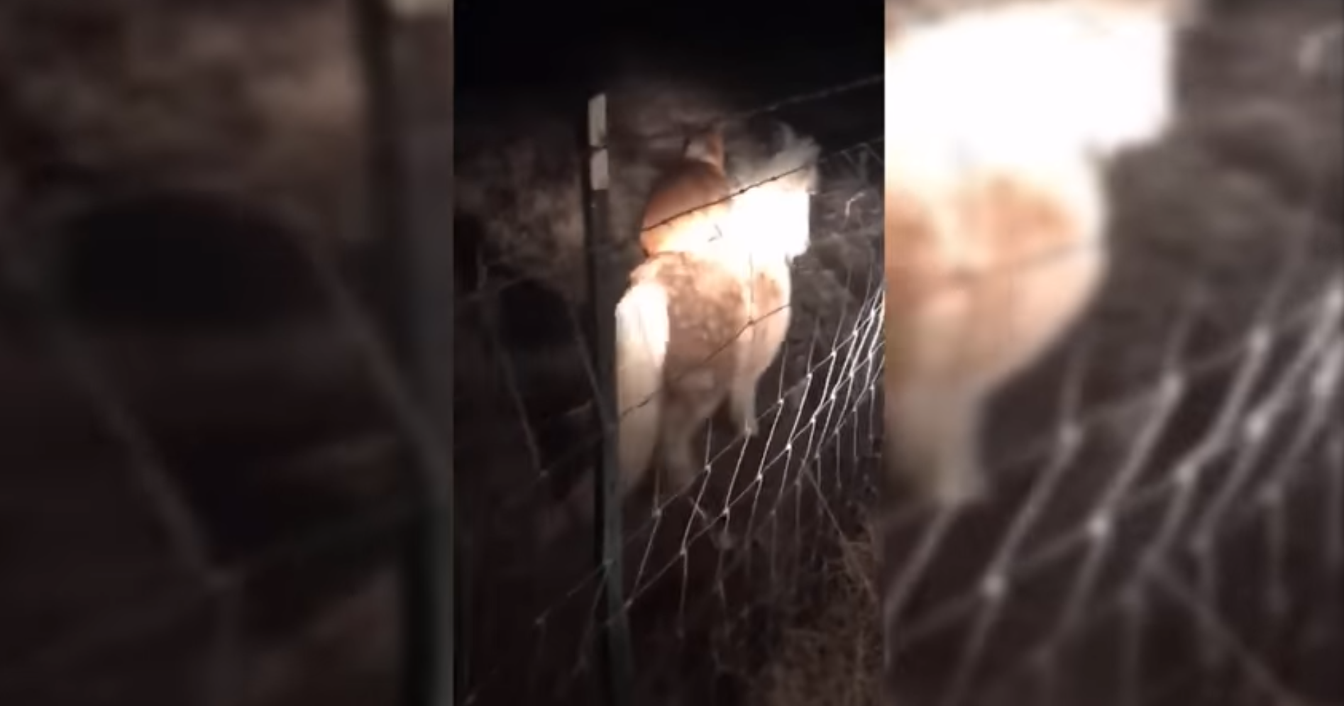 'Can’t make this stuff up!' Woman finds neighbor's Corgi riding pony