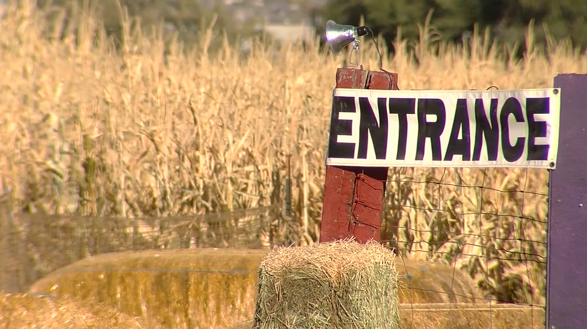 Police: Mother realizes next morning 3-year-old was left at corn maze