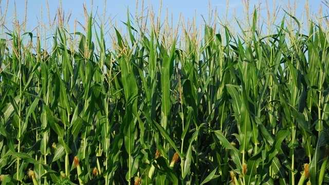 new-mexico-s-corn-crop-expected-to-grow-in-2017