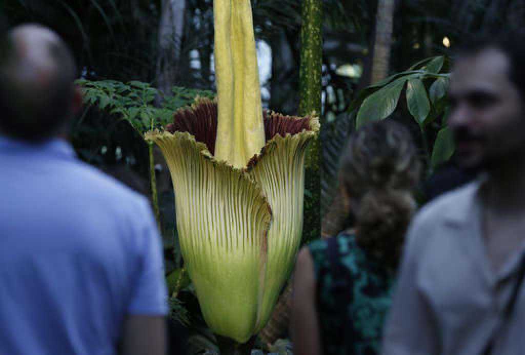 Mystery man fondles famous ‘corpse flower’