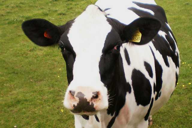 Cows provide clue to HIV vaccine research