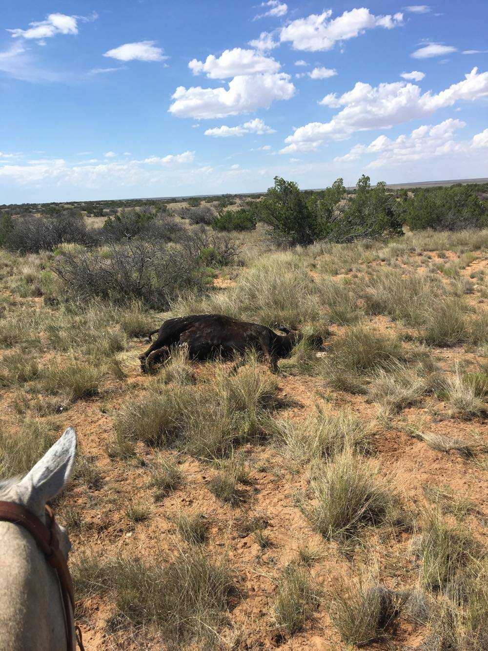 Animal rights group offers reward for info on cattle deaths