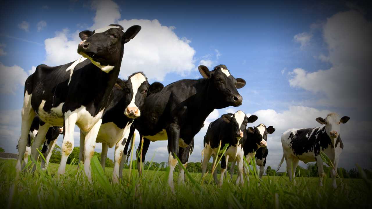 California to regulate cow emissions