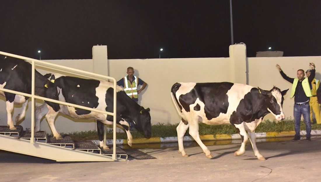 Cows flown 3,000 miles to ease milk shortage