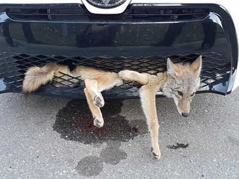 Woman finds coyote ’embedded’ in car's grille after 20-mile drive
