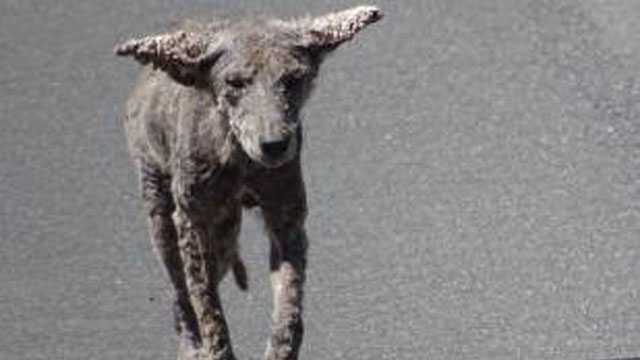 Police warn of infected ‘zombie’ coyotes confused for stray dogs