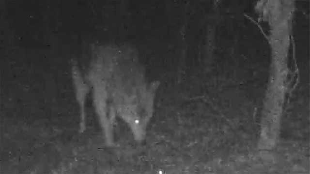 Coyotes continue to attack pets near Boston