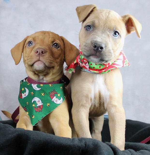 10 reasons you should adopt a mutt