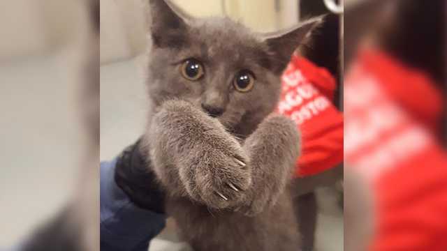Troopers shut down traffic, rescue kitten walking on highway