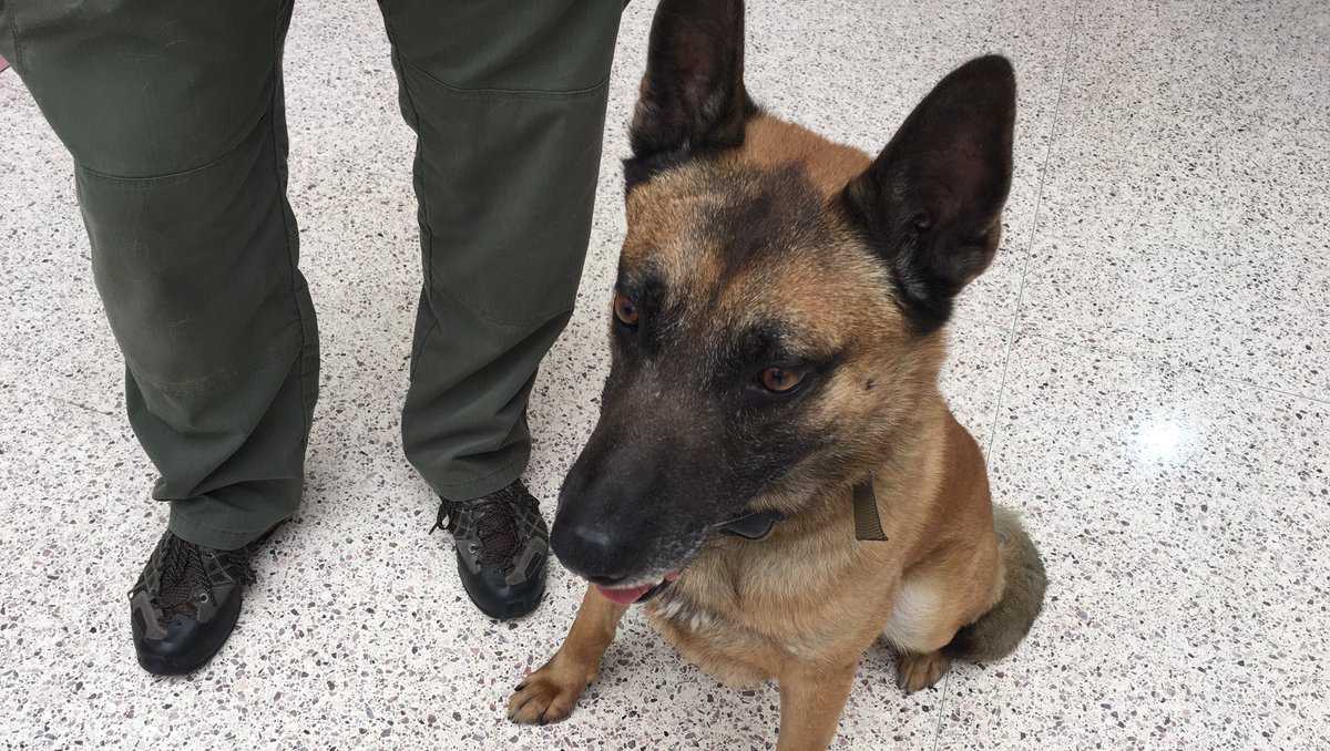 How To Train Bomb Sniffing Dogs How To Train Bomb Sniffing Dogs