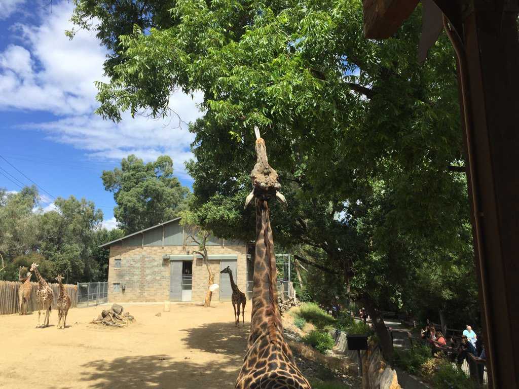 Woman jumps fence, gets into Sacramento Zoo giraffe exhibit