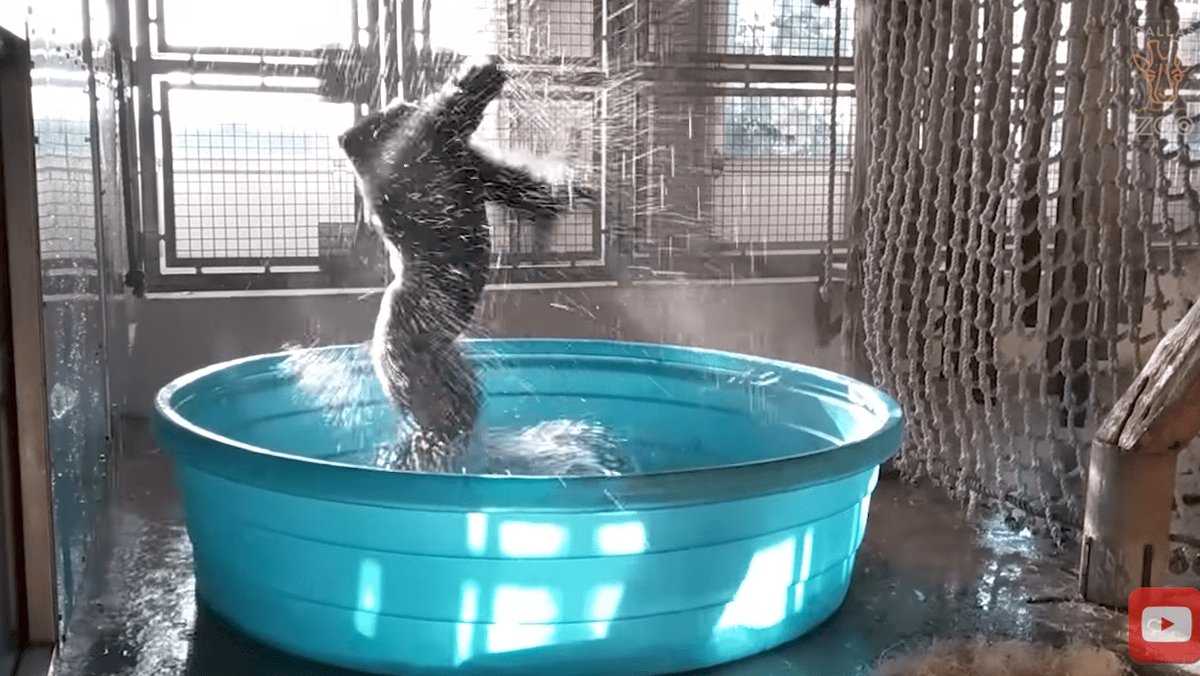 Zola the gorilla is having the time of his life dancing in a kiddie pool