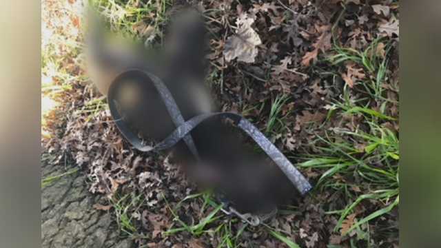 Puppy found beaten to death, hanging from tree by leash
