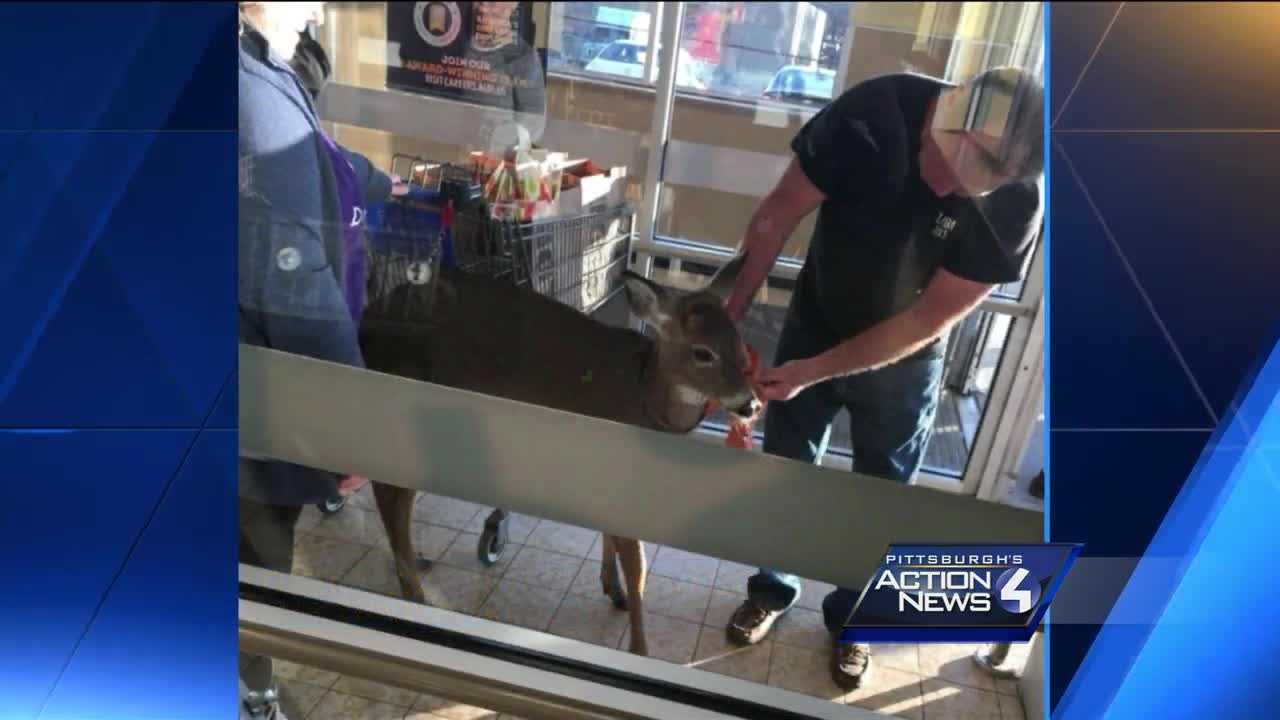 WATCH: Deer mingles with customers, takes a stroll through Aldi grocery store in Beaver County