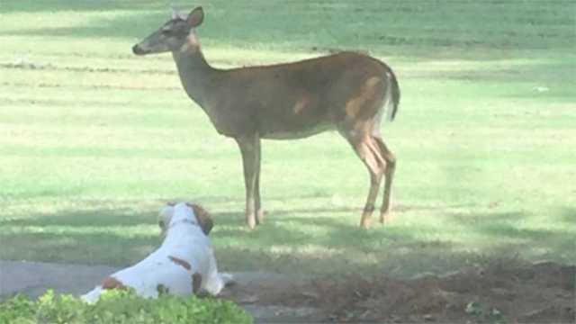 Family dog forms unlikely bond with wild animal
