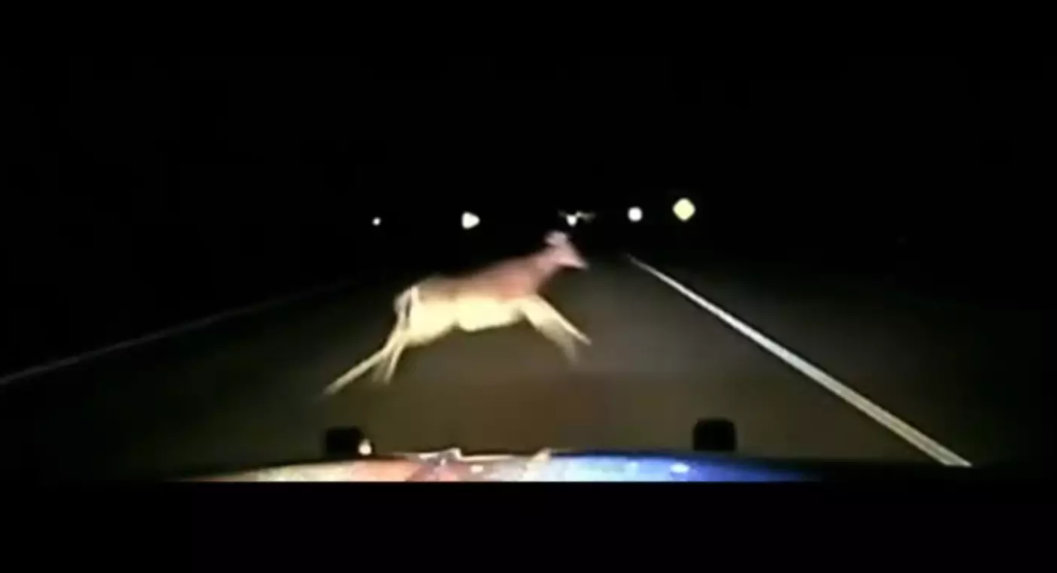 Watch: Dash cam video shows deputy hitting deer at 114 mph