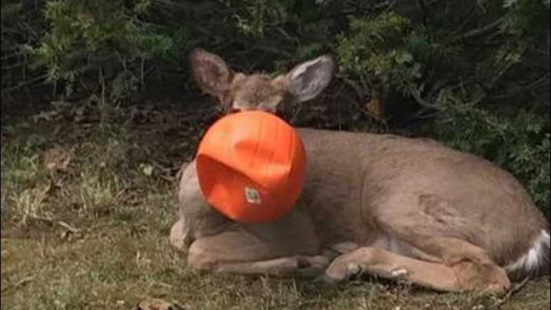 Residents rescue deer with pumpkin stuck on face on Ohio Residents rescue deer with pumpkin stuck on face on Ohio