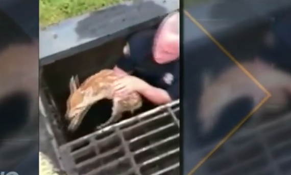 Police officer rescues terrified baby deer from storm drain