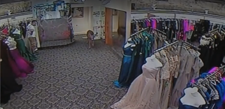 Deer causes thousands of dollars in damage after dress shop rampage