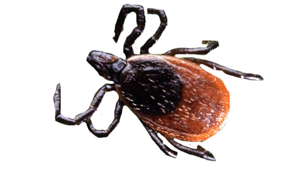 Parts of New England seeing rise in tick-borne disease