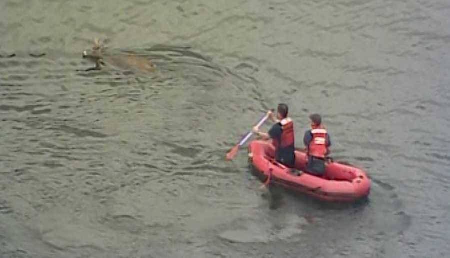 Deer rescue! With a boat and lasso, city workers pursue buck all around Highland Park Reservoir