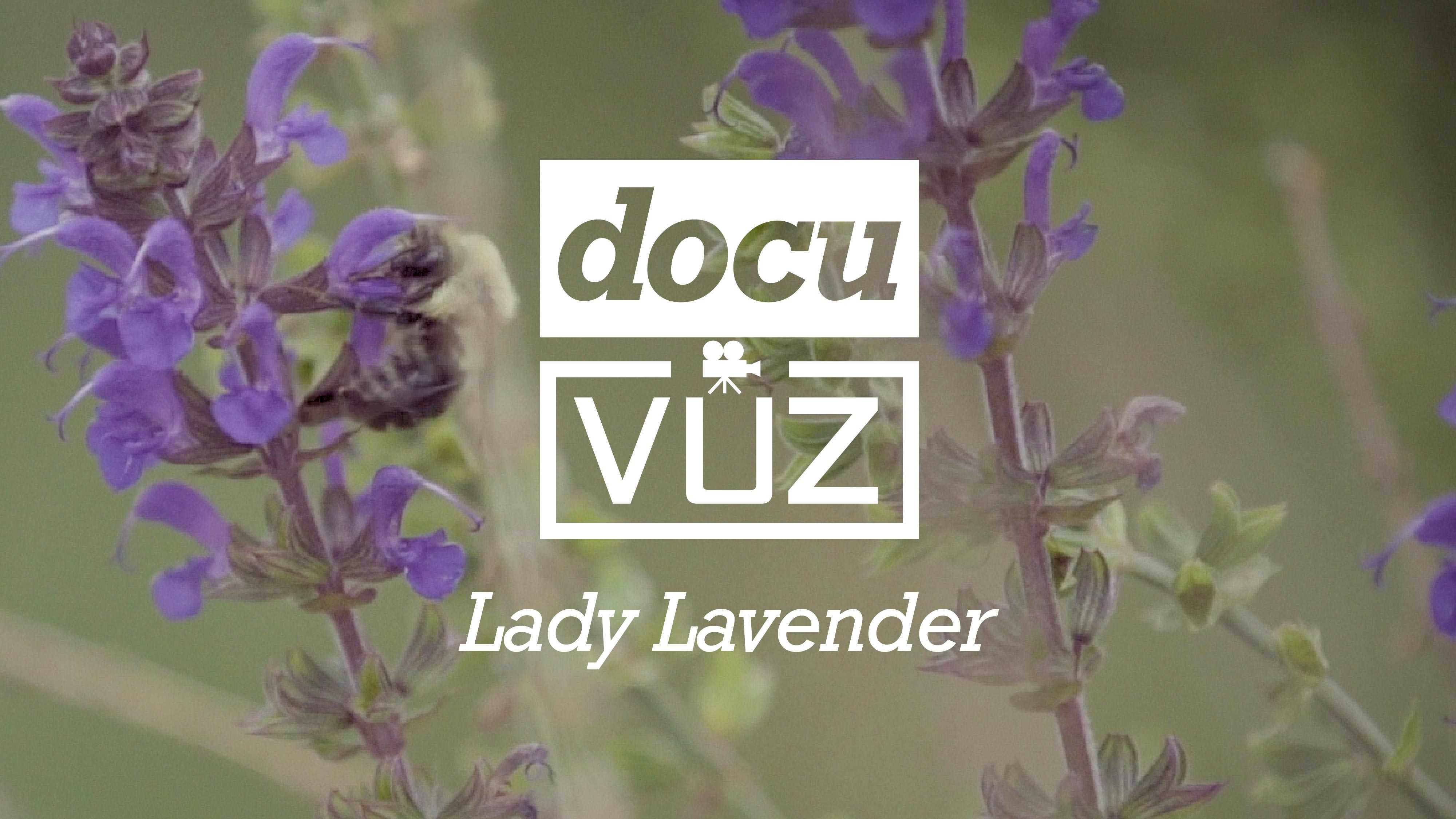 Iowa Lavender Farm Defies Odds