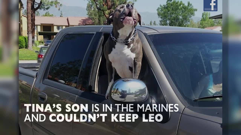 UPS driver adopts dog after owner dies