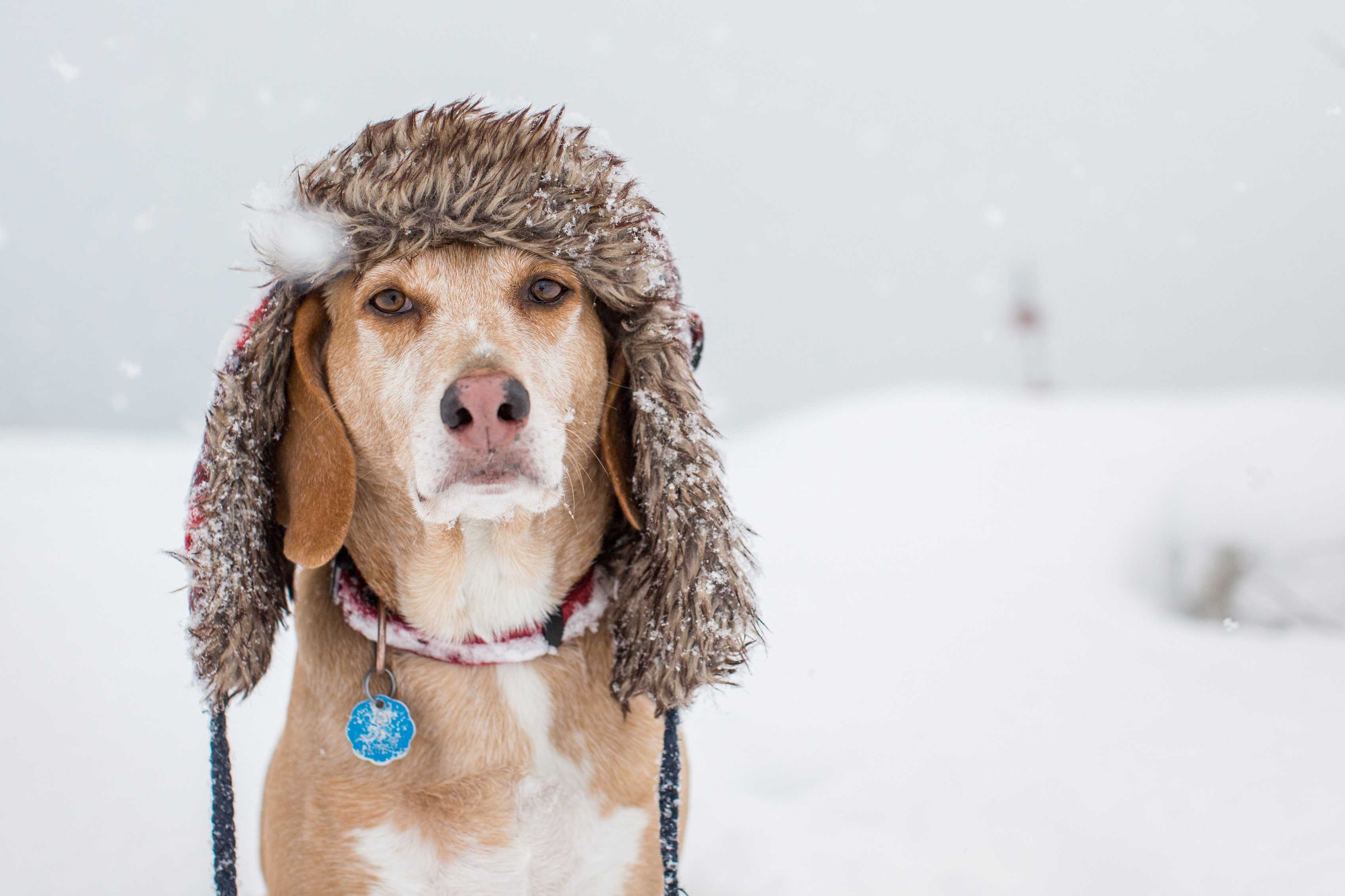 Creative ways to entertain your dog when it's cold outside