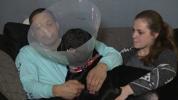'It really fires me up': Dog shot in face during home invasion