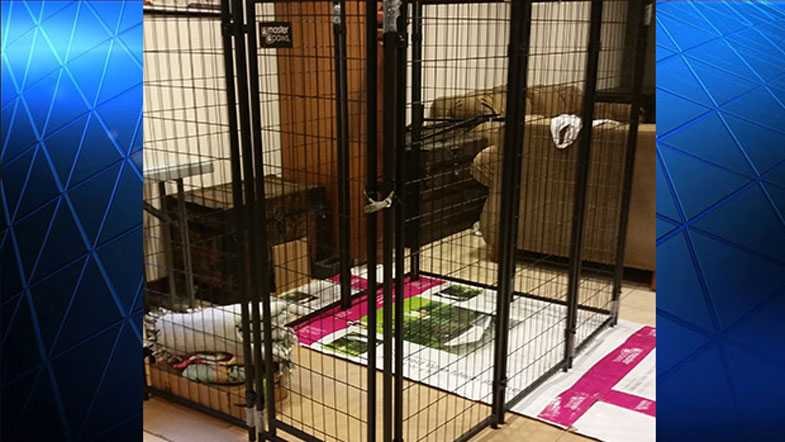 Child, 9, locked in 4-foot-long dog cage at night