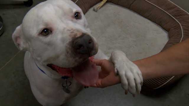 Want to lower your risk of death? Get a dog