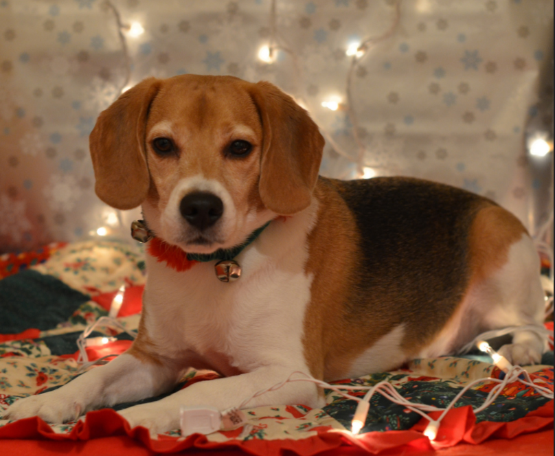 Stressed during the holidays? It may be time to get a dog