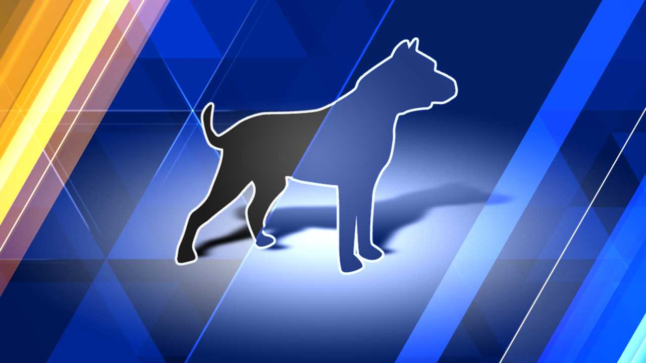 Evacuees abandoning pets in Florida ahead of Irma