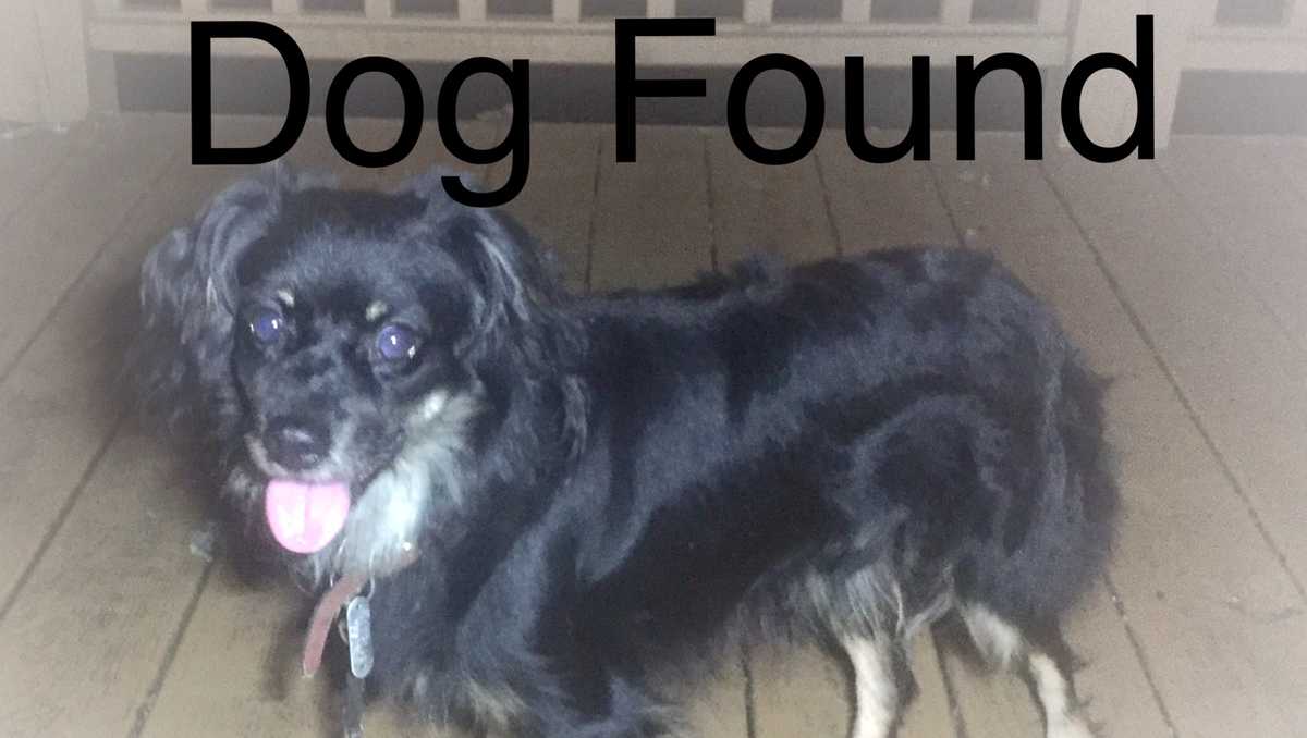 Lost and Found Pets in the WXII 12 Community