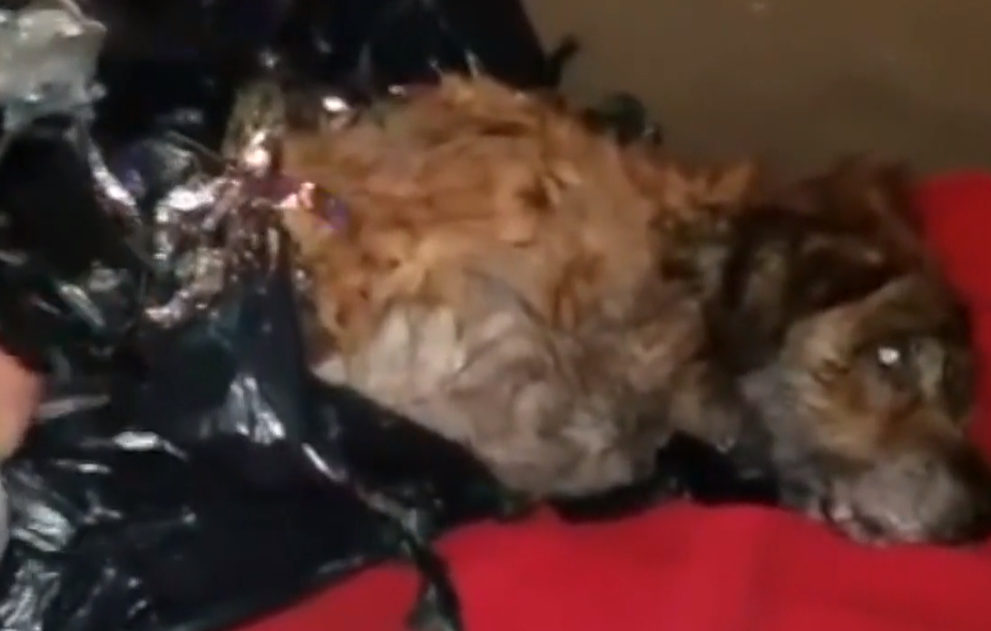 Dog recovering after being left for dead in a trash bag
