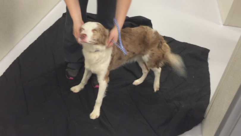 Where To Adopt A Dog In Nh Where To Adopt A Dog In Nh