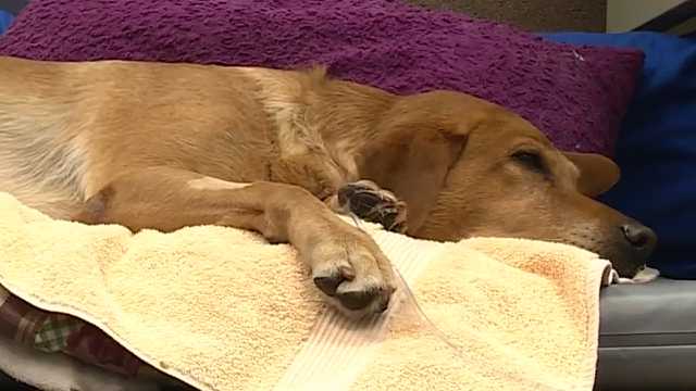 Dog hit by car receives help from community