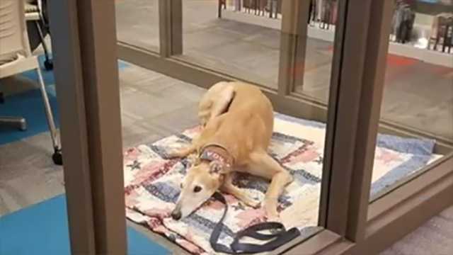 Sad-looking dog at library leads to outpouring of support