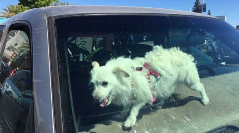 See a pet suffering in hot car? Here’s what to do