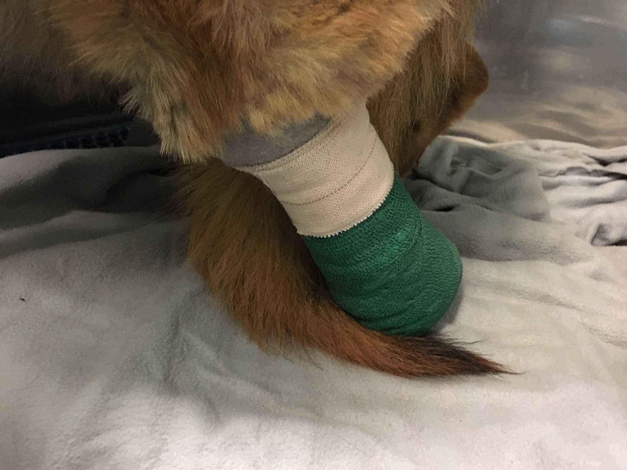 Dog with wire on leg attempted to bite off own foot to escape, report says
