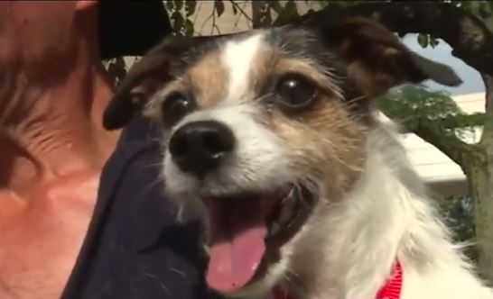 New hope: Homeless shooting victim reunited with his dog
