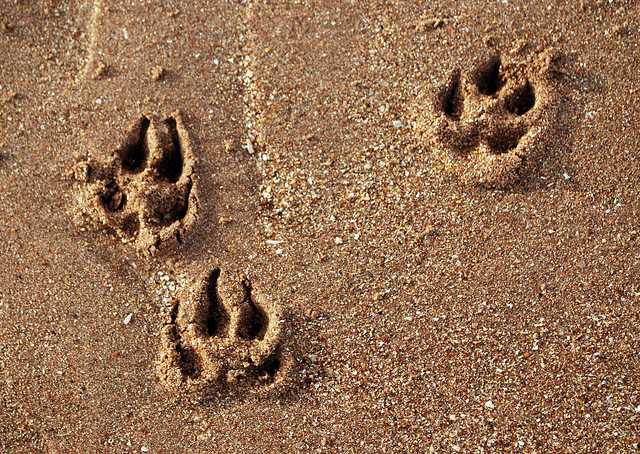 Biz says it's cloned the first dog from a gene-edited donor to help fight disease