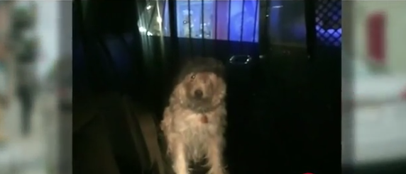 Good Samaritan, police officer rescue dog trapped in car