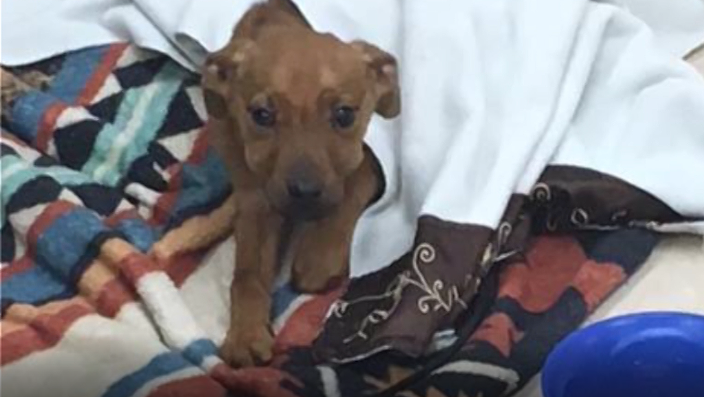 Puppy left to starve found by police