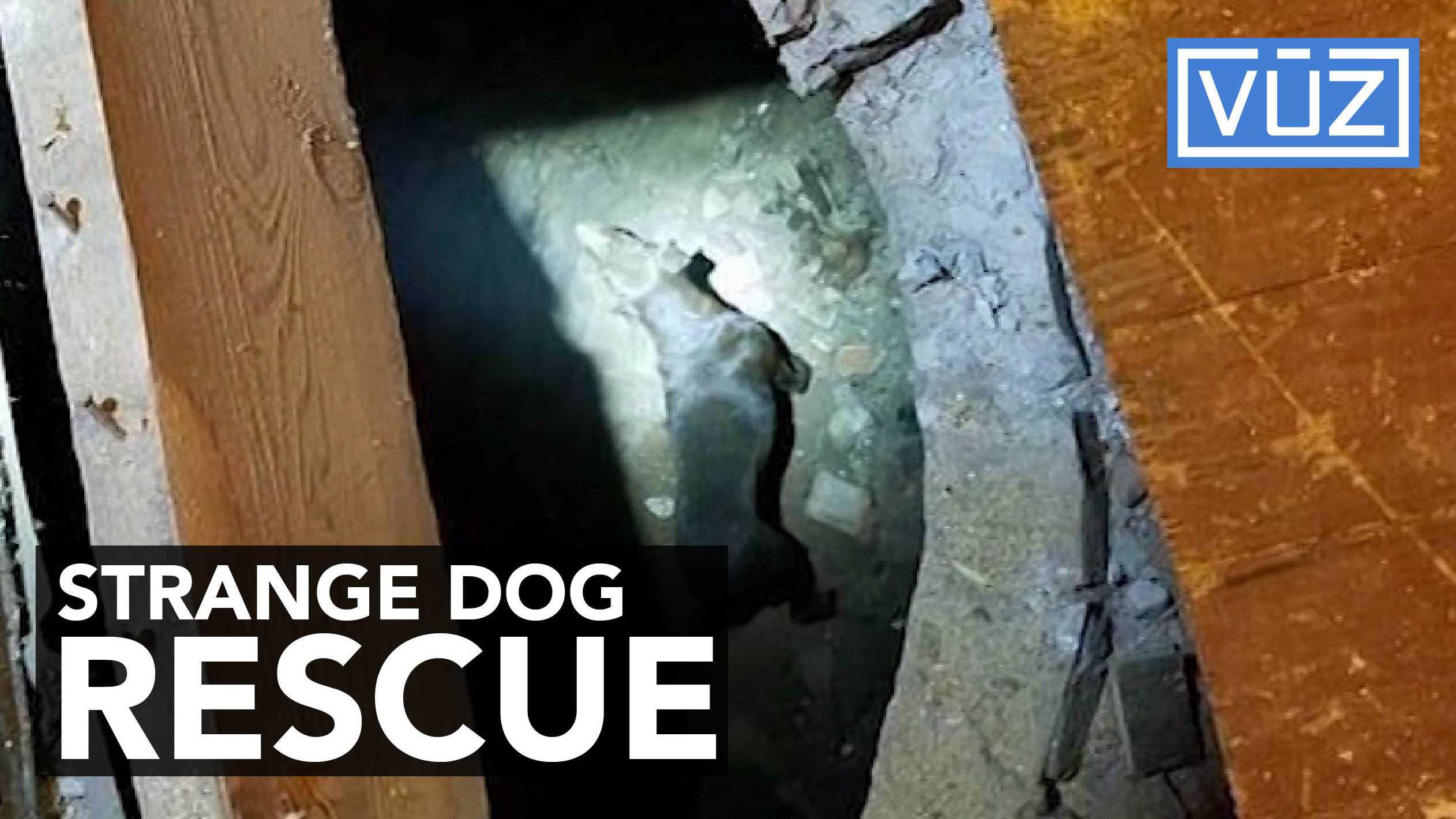 Firefighters rescue a family's dog from giant hole under house