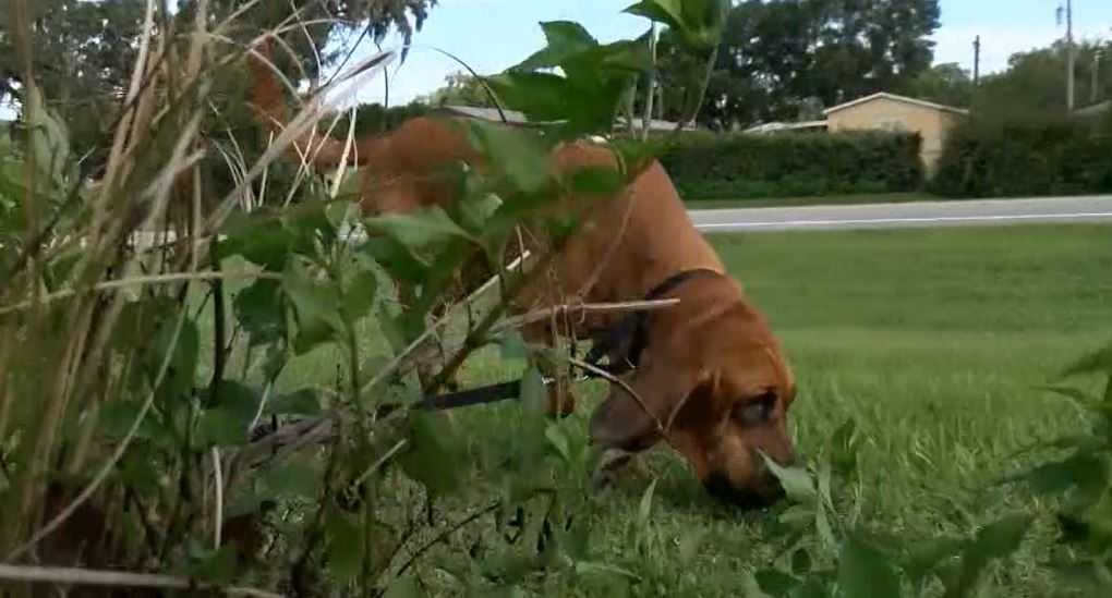 'Insurance in a jar' helps K-9 officer find missing woman